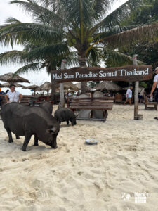 Mad Sum Paradise Samui Thailand