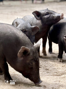 die süssen Schweinchen